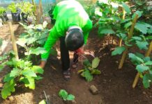 SMP N 8 Payakumbuh, Ubah Lahan Kosong Menjadi Kebun Sekolah